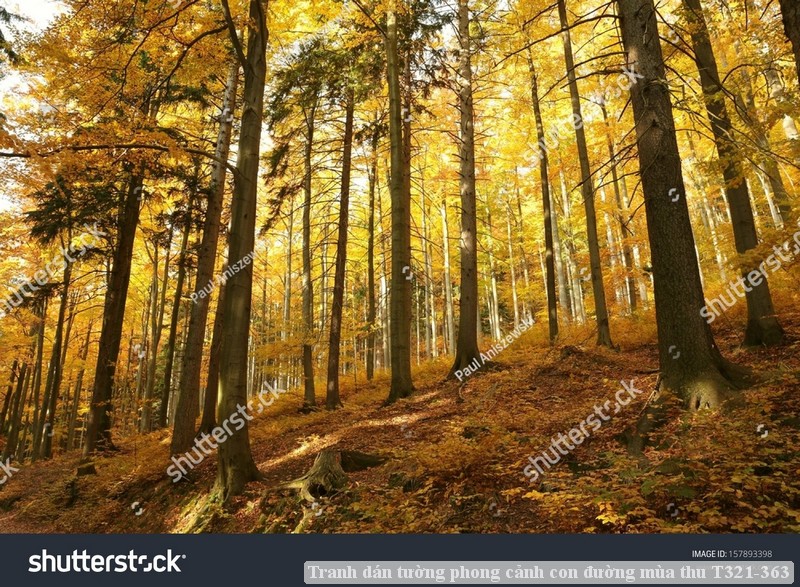 Tranh dán tường phong cảnh con đường mùa thu T321-363